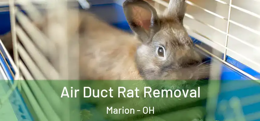  Air Duct Rat Removal Marion - OH